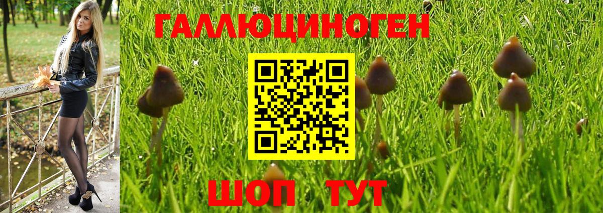 Псилоцибиновые грибы Cubensis Тихорецк